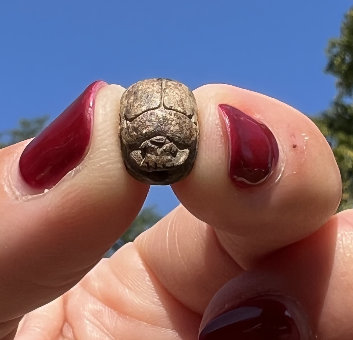 1570 1075 BC Egyptian Scarab two crocodiles head to tail Top View 1